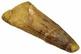 Fossil Spinosaurus Tooth - Real Dinosaur Tooth #329598-1